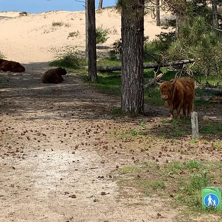דירה 't Loft זנדוורט